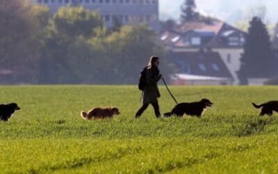 5 razlogov za vsakodnevno sprehajanje vašega psa