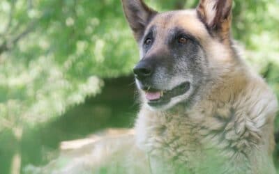 CriskyDog spletni časopis 16 8 razlogov zakaj je posvojitev starejšega psa tako nagrajujoča