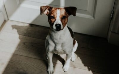 CriskyDog spletni časopis 16 13 načinov, kako medemo in frustriramo naše pse