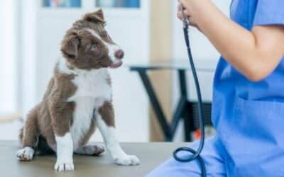 Kako najti primernega veterinarja za vašega psa