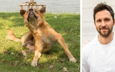 Kaj lahko storim, da preprečim grizenje tačk, praskanje, kožne pršice?