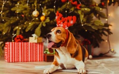 CriskyDog spletni časopis 24 CricksyDog Božične Dogodivščine: Vesel Božič na Štirih Tacah