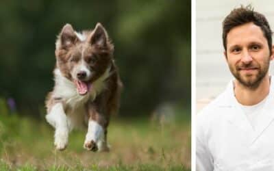 CriskyDog spletni časopis 22 Moj petletni border collie, Alex, je v zadnjem času začel piti veliko vode. Bojim se, da bi lahko imel zdravstveni problem. Kaj priporočaš v tej situaciji?