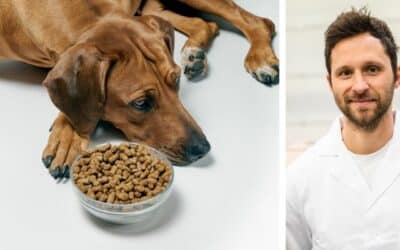 CriskyDog spletni časopis 20 Bella ne je suhe hrane. Od malega je vedno dobivala konzerve in zdaj bi jo radi prestavili na suho hrano. Kupil sem ji več vrst, vendar se jih sploh noče dotakniti. Kako jo lahko navadim? Bella je dve leti stara samica pasme ridgeback. Kaj bi priporočil?