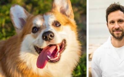 Herold, 11-mesečni Corgi, ne posluša lastnika