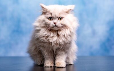 Vse o britanski dolgodlaki mački – Nasveti in skrb