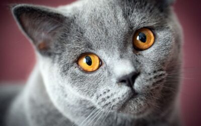 Vodič za nego britanske kratkodlake mačke