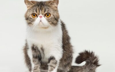 Razkrijte čar eksotične kratkodlake mačke