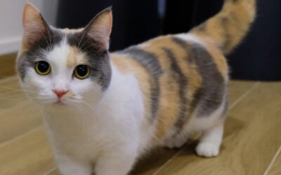 Munchkin – ljubka pasja mačka za vaš dom