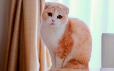 Vse o škotski mački s povešenimi ušesi