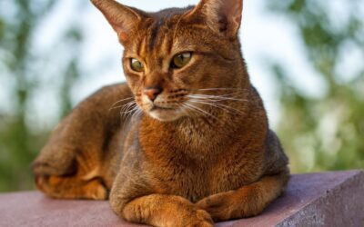 Vse o Abisinski Mački: Skrivnosti in Nasveti