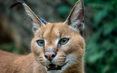 Spoznajte Skrivnosti Karakal Mačke – Vaš Vodič