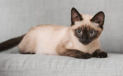 Tajska mačka – vaš vodnik po čarobni pasmi