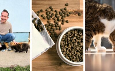 Navodila za doziranje in prehod na novo hrano za mačke (začetni koraki)