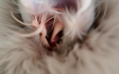 Vnetje ušes pri mačkah – Vse, kar moraš vedeti!