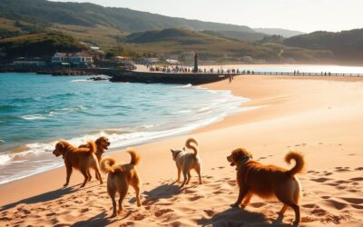 Pasja plaža – Vse, kar moraš vedeti o tem!
