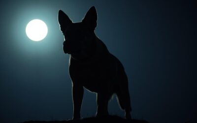 Nočna varovalna vloga psa – Vse, kar moraš vedeti o tem!