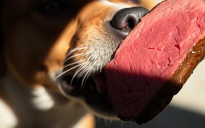 CriskyDog spletni časopis 16 Ali lahko moj pes je govedino? – Vse, kar moraš vedeti o tem!