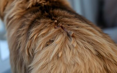 Mačji blog 17 Suha koža pri mačkah pozimi – Vse, kar moraš vedeti o tem!