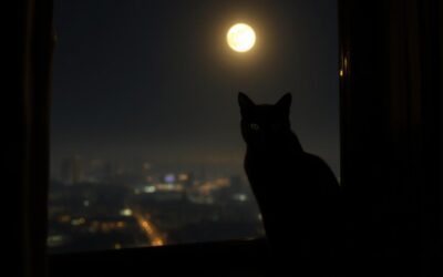 Mačji blog 19 Večerna aktivnost mačke – Vse, kar moraš vedeti o tem!