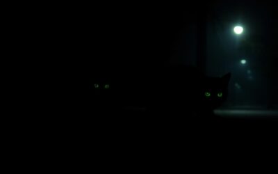 Mačji blog 20 Vid mačke v temi – Vse, kar moraš vedeti o tem!