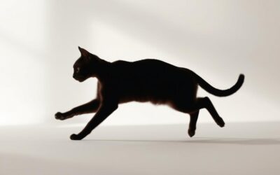 Mačji blog 24 Izboljšanje koordinacije gibanja pri mački – Vse, kar moraš vedeti o tem!