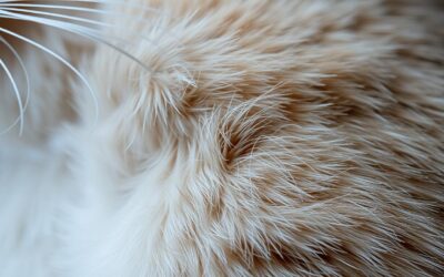 Preprečevanje kožnih bolezni pri mačkah – Vse, kar moraš vedeti o tem!