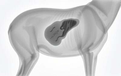 CriskyDog spletni časopis 17 Tumor analnih žlez pri psih – Vse, kar morate vedeti o tem!