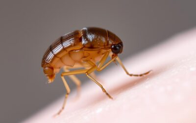 Zaščita mačk pred bolhami in klopi – Vse, kar moraš vedeti o tem!