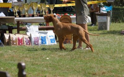 Juliet hrana in manjši stroški pri veterinarju – izkušnja
