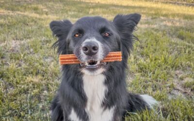 Zakaj so psi zvesti CricksyDog hrani?