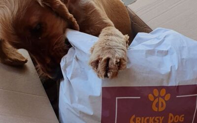 CriskyDog spletni časopis 21 Izkušnje s CricksyDog pasjo spletno trgovino – so hitri in ustrežljivi?