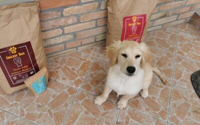 CriskyDog spletni časopis 24 Juliet hipoalergena hrana in prenehanje srbenja – zgodba