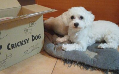 CricksyDog hrana pri driski pri psih – resnična mnenja