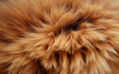 Hrana proti kepam dlake pri mačkah – kaj naj vsebuje?