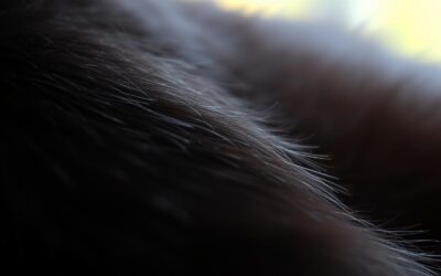 Mačji blog 20 Hrana za dlako ali zunanji izdelki – kaj deluje bolje?