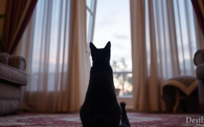 Zakaj mijavka, ko zapustim sobo?