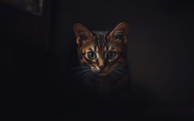 Prestraši se vsakega malega zvoka – je anksiozna?