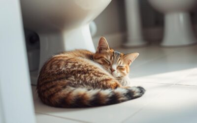 Zakaj spi poleg stranišča?