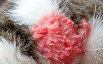 Avtoimunske težave s kožo pri mački – Vse, kar moraš vedeti o tem!