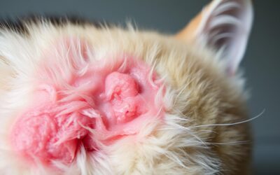 Mačji blog 23 Dermatitis pri mački – Vse, kar moraš vedeti o tem!