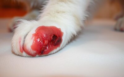 Mačji blog 21 Okužba rane pri mački – Vse, kar moraš vedeti o tem!