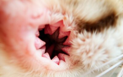 Mačji blog 23 Vnetje ušesnega kanala pri mački – Vse, kar moraš vedeti o tem!