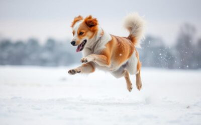Zakaj pes divja v mrazu?