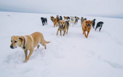 Gibalne težave pri psih pozimi