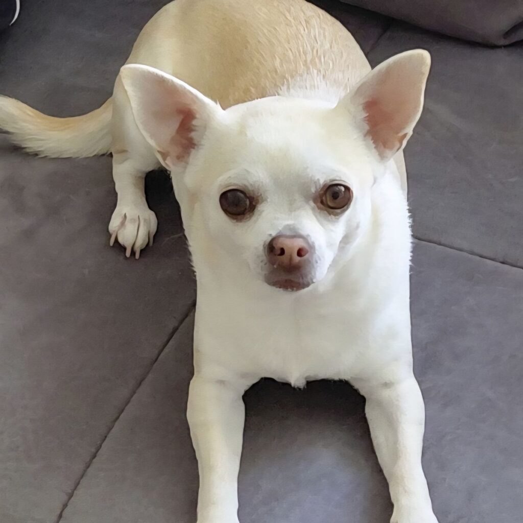 Slika #1 iz BOJANA KUNILO