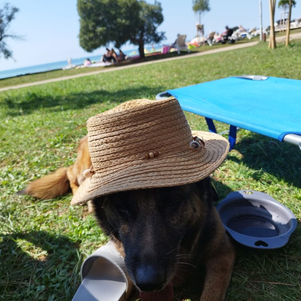 Domača stran CricksyDog in CricksyCat 146 Slika #1 iz Miran Pušnik