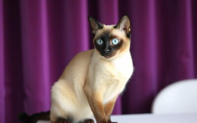 Mačji blog 19 Priprava mačke na razstave – Vse, kar moraš vedeti o tem!