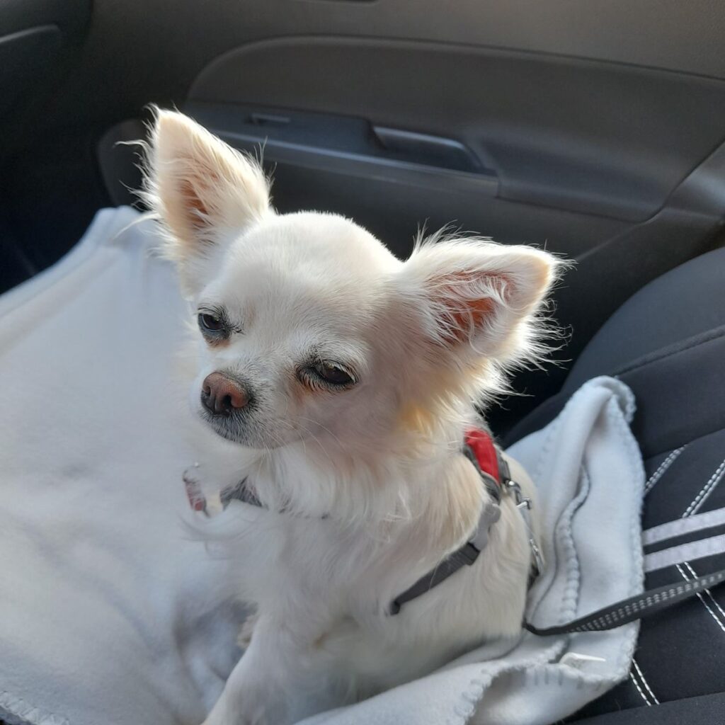 Slika #1 iz magda podlogar