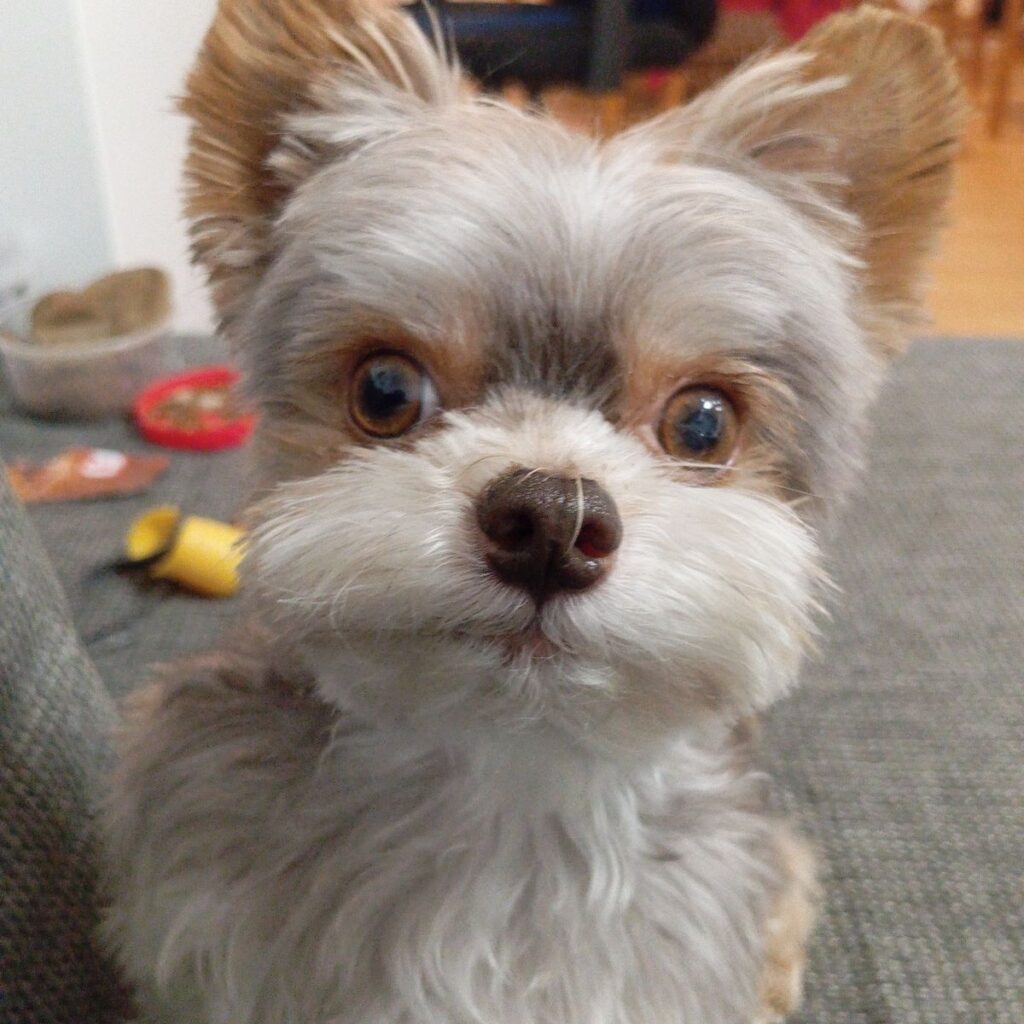 Ameriški stafordski terier 122 Slika #1 iz Roman